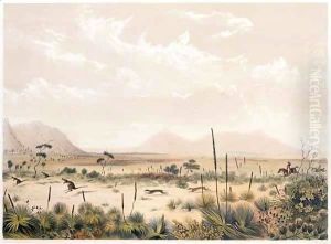 Kangaroo Hunt