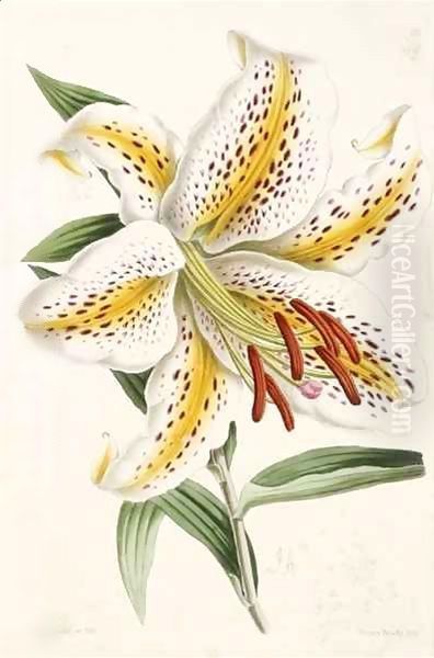 Lily, from 'The Floral Magazine' - view 1