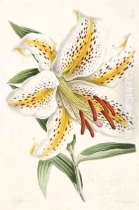 Lily, from 'The Floral Magazine' by James Andrews