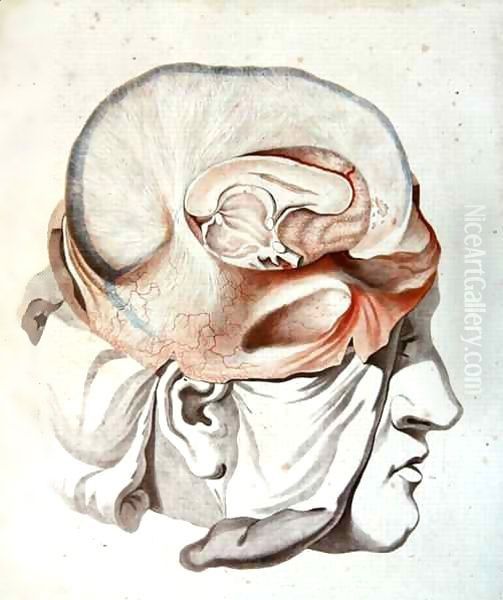The Skull, from 'Traite d'Anatomie de Cerveau' - view 1