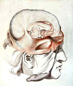 The Skull, from 'Traite d'Anatomie de Cerveau' by Angelique Allais (nee Briceau)