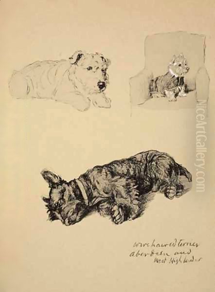 Wire-Haired Terrier, Aberdeen and West Highlander - view 1