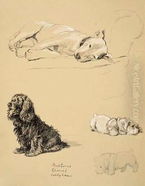 Bull-Terrier, Spaniel and Sealyhams - view 1