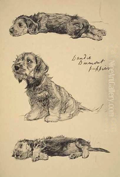 Dandie Dinmont Puppies - view 1