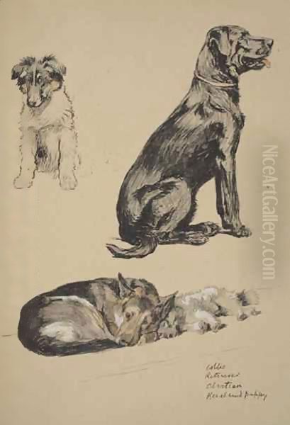 Collie, Retriever, Alstian and Keeshund Puppy - view 1