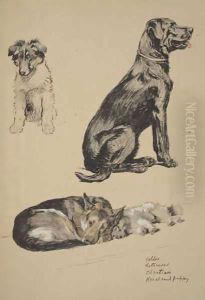 Collie, Retriever, Alstian and Keeshund Puppy by Cecil Charles Aldin