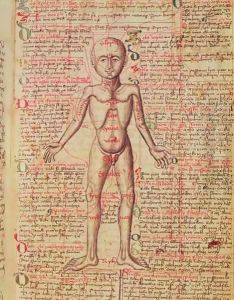 Anatomy of the human body, from 'Tractatus de Pestilencia' by M Albik