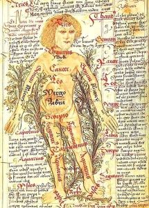 Influence of the stars on illnesses of the human body, from 'Tractatus de Pestilencia'