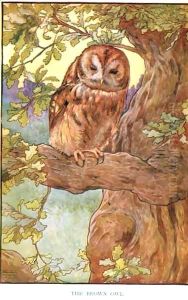 The Brown Owl, illustration from 'Country Ways and Country Days'