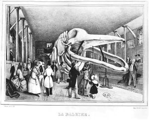 The whale at the Museum of Natural History in Paris by Victor Adam