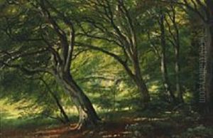 Forest Scenery, Ordrup Krat Forest Scenery, Ordrup Krat