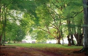 Beech Trees In Summertime