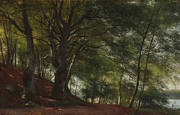 Forest Scene From Soro, Denmark - view 1
