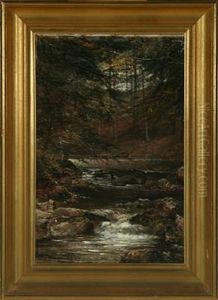 Forest Scenery With A Stream Forest Scenery With A Stream