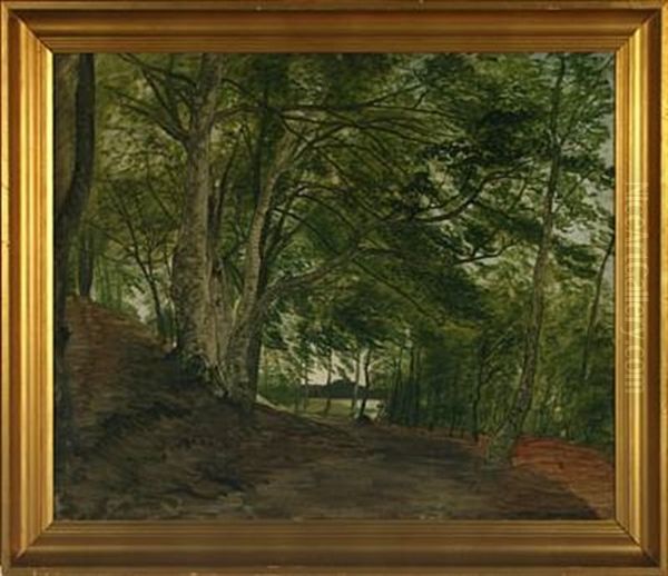 Forest Scenery - view 1