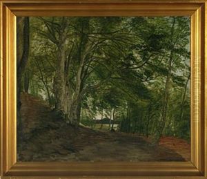 Forest Scenery Forest Scenery