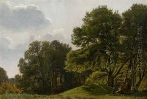 Kuperet Skovparti, I Forgrunden Lysning, Sommer Kuperet Skovparti, I Forgrunden Lysning, Sommer