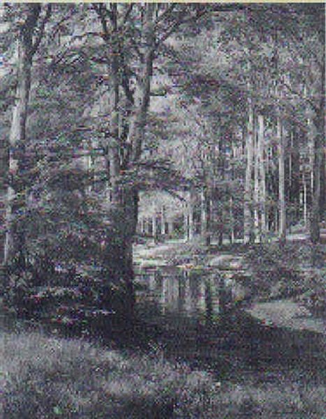 Skovparti Med Alob - view 1