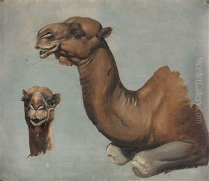 Studie Eines Liegenden Kamels by Albrecht Adam