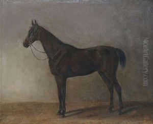 Brauner Wallach Brauner Wallach