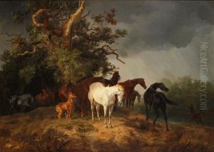 Weidende Pferde Bei Gewitter