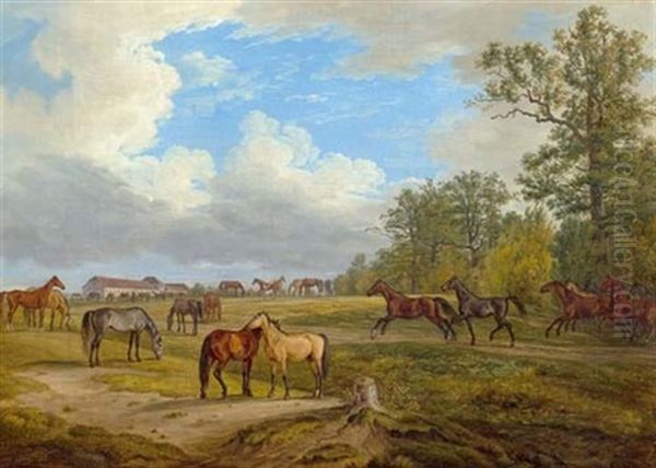 Pferde Auf Der Koppel - view 1