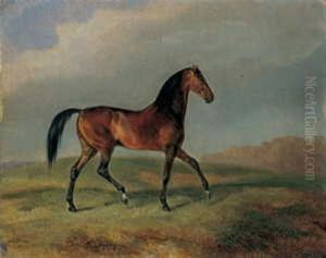 Ein Brauner Im Trab Vor Landschaftlichem Hintergrund Ein Brauner Im Trab Vor Landschaftlichem Hintergrund