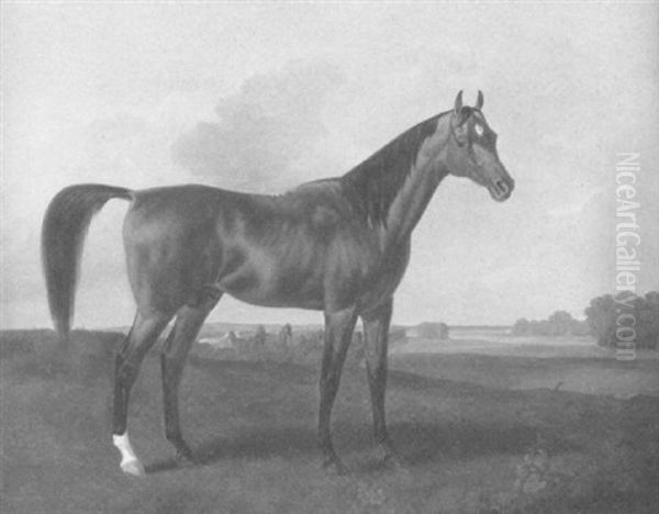 Edles Reitpferd Auf Der Koppel - view 1