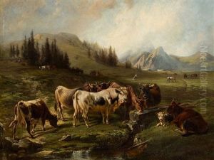 Cows On Pasture
