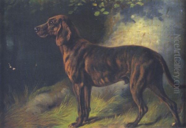 Jagdhund In Waldlandschaft - view 1