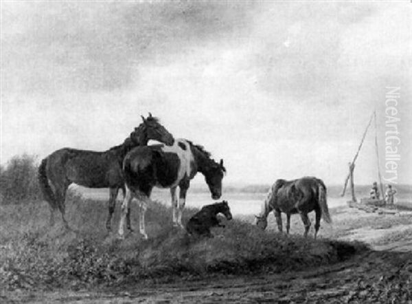 Ungarnische Landpferde Aud Der Weide - view 1