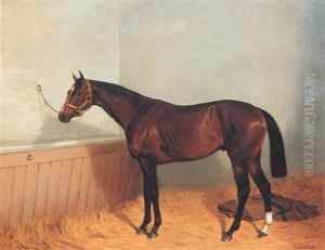 "mackintosh," A Bay Racehorse In A Stable