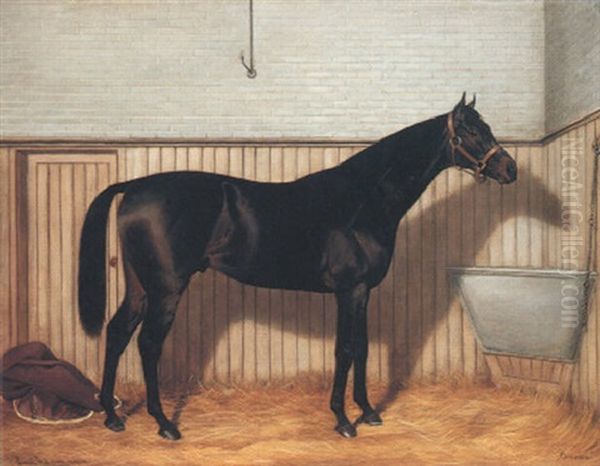 "common," A Brown Racehorse In A Stable - view 1