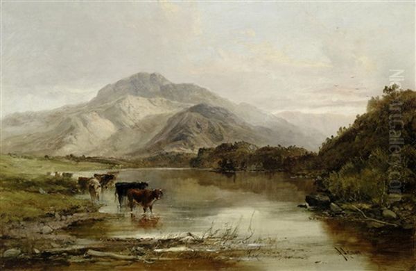Cattle In A Highland Landscape - view 1