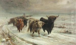 A Highland Cattle Drove In Snow