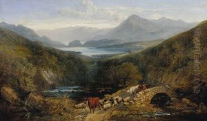 Rinder- Und Schafherde Im Schottischen Hochland