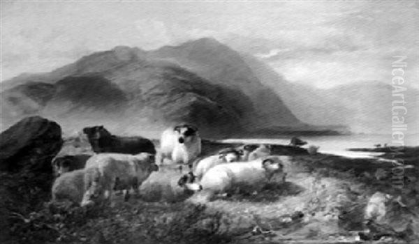 Highland Sheep Resting - view 1