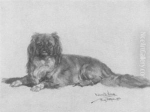 Pekinese