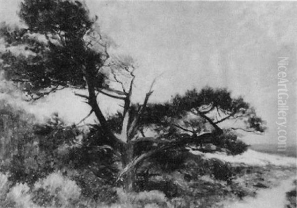 Cypress Tree - view 1