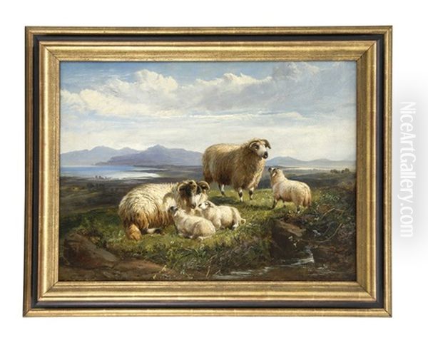 Ruhende Schafe Vor Landschaft - view 1