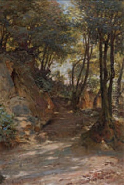 Besonnter Waldweg - view 1