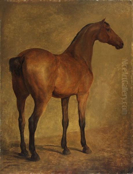 Cheval, Vu De Trois-quarts A Droite - view 1