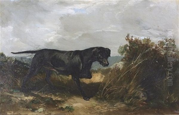 Labrador Auf Der Pirsch - view 1