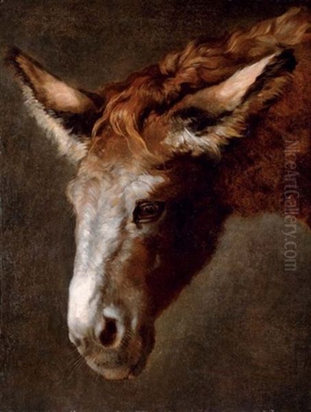 Head Of A Donkey - view 1