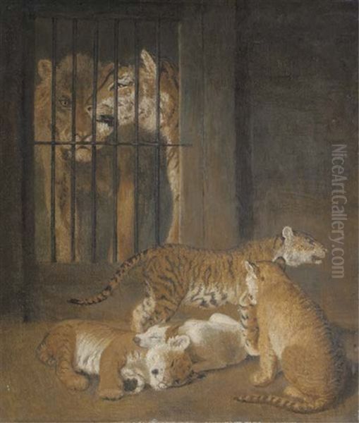 A Group Of Whelps Bred Between A Lion And A Tigress At Windsor - view 1