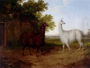 Two Llamas In A Landscape Two Llamas In A Landscape