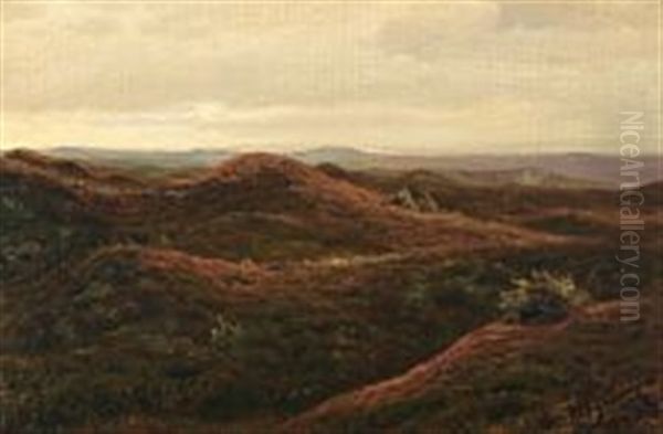 Moorland Near Svinklov In North Jutland - view 1
