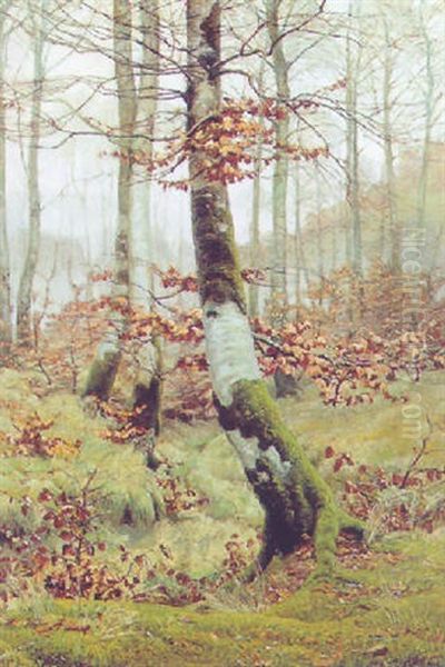 Spatherbst Im Wald - view 1