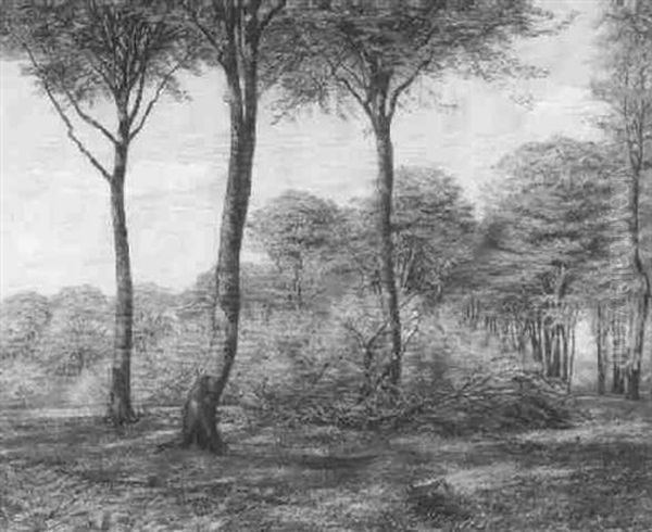 Skovlysning Med Kvas - view 1
