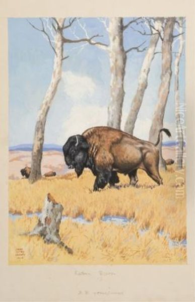 Bison In A Field - view 1
